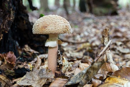 wild forrest mushroom in the woods of Bavaria in Germany in fall. Picture of the fungi with lovely bokeh was taken on a warm September day.の写真素材