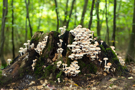 wild forrest mushroom in the woods of Bavaria in Germany in fall. Picture of the fungi with lovely bokeh was taken on a warm September day.の写真素材