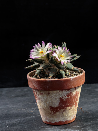 Macro of an isolated blooming Ariocarpus cactus blossom in front of a one colored backgroundの写真素材