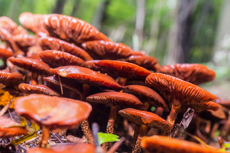 wild forrest mushroom in the woods of Bavaria in Germany in fall. Picture of the fungi with lovely bokeh was taken on a warm September day.の写真素材