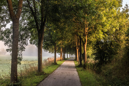Picturesque Alley of Trees on an Autumn Road in german Bavaria. Slowly Color Changing Trees in Late September on the Avenue. Leaves on the Ground. Foggy Morningの写真素材