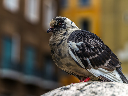 Wild Pigeon in Rome inner Cityの写真素材
