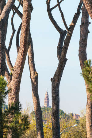 Pine Trees in a Park in Rome during Spring.の写真素材