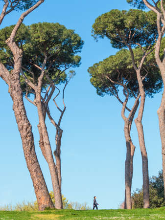 Pine Trees in a Park in Rome during Spring.の写真素材
