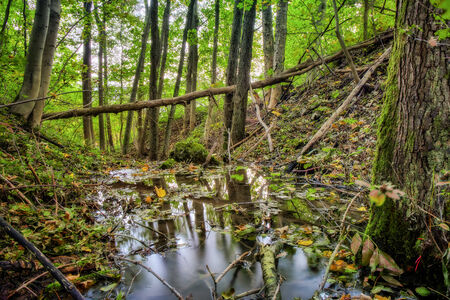 Autumn Forrest. Colors of the Fall. Lovely Evening Pictureの写真素材