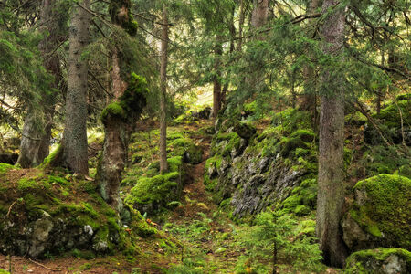 Mountain Forrest at the sea of Kings in Berchtesgaden. Lovely Landscape Autumn Picture from the Alps...
