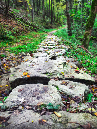 Idyllic Autumn Forrest Sceneryの写真素材
