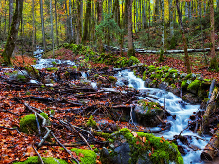 Autumn Forrest Creek in Berchtesgaden. Golden Colors of the Fall. Lovely Evening Picture from Bavariaの写真素材