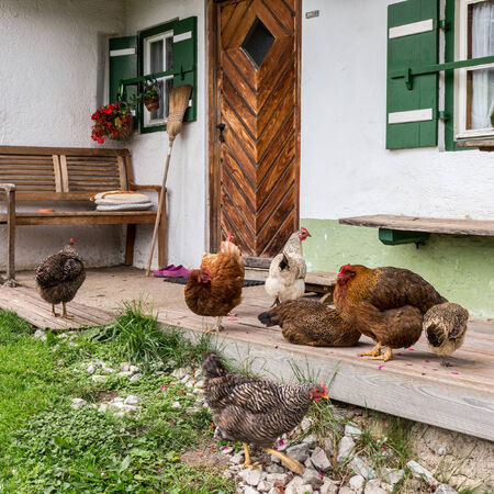 Chicken on a porch at a mountain pasture in Berchtesgadenのeditorial素材
