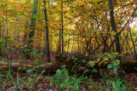 Enchanted Autumn Forrest Sunset. Sunrays in October. Golden Colors of the Fall. Lovely Evening Pictureの写真素材