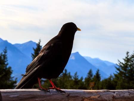 Mountain Blackbird in Bavaria, Germanyの写真素材