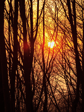 Winter Sunset behind barren treesの写真素材