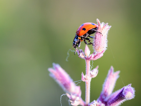 Ladybug on a summer flower. Intended Blurredness and Vignette. Lovely vibrant colors