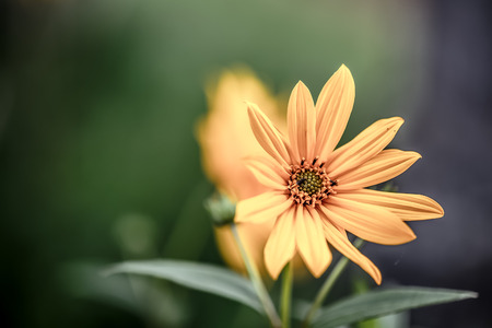 Late Summer Sunflower Macroの写真素材