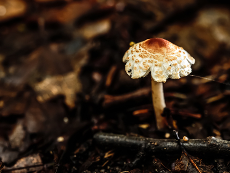 wild forrest mushroom in the woods of Bavaria in Germany in fall. Picture of the fungi with lovely bokeh was taken on a warm September day.の写真素材