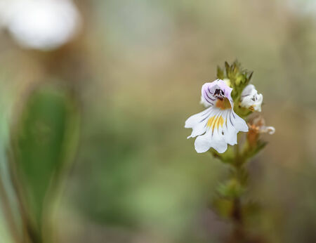 Wild Bavarian Spring Flower in Germanyの写真素材