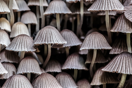 wild forrest mushroom in the woods of Bavaria in Germany in fall. Picture of the fungi with lovely bokeh was taken on a warm September day.の写真素材