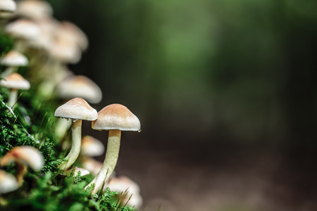 wild forrest mushroom in the woods of Bavaria in Germany in fall. Picture of the fungi with lovely bokeh was taken on a warm September day.の写真素材