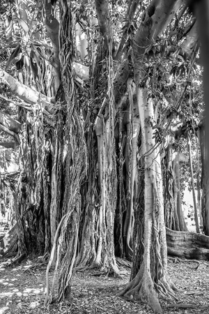 Old Trees in Palermo, Italy on a hot summer dayの写真素材