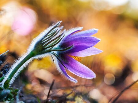 Purple Beauty. Violet Wild Flower from Bavaria, Germany. Herald of Spring.