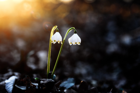 Herald of Spring. Lovely white and wild Snowflake Leucojum Flower in early march in a german forest. Lovely Bokeh and intentional blur. Forrest Background with old fallen leavesの写真素材