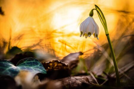Lovely white and wild Snowflake Leucojum Flower in early march in a german forest.の写真素材