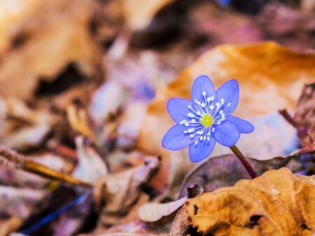 Purple Liverleaf Flower in the Black Forrest of Germany, Europe. Wild Hepatica Buttercup Flower. Lovely vibrant colors. Soft Bokeh. Early Spring Flowerの写真素材