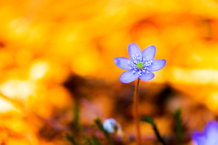 Purple Liverleaf Flower in the Black Forrest of Germany, Europe. Wild Hepatica Buttercup Flower. Lovely vibrant colors. Soft Bokeh. Early Spring Flowerの写真素材