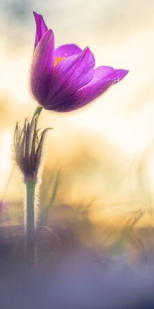 Purple Pasque Flower. Spring flower on calcareous dry meadow. soft little white hair. Rare endangered wildflower. Soft and Lovely bokehの写真素材
