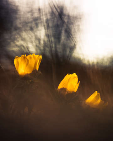 Yellow Spring Flower Pheasantの写真素材