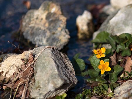 Orange Water Flower at a little creelの写真素材