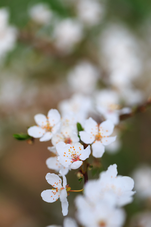 Springtime. White Blossoms on an apple tree in spring in Bavaria, Germany. Macro with very shallow depth of fieldの写真素材