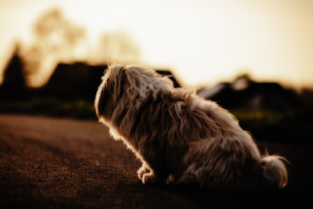 Funny White small dog playing on a spring meadow in the evening. Coton de Tulear breed. Shallow depth of field. Color Filters and silhouetteの写真素材