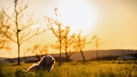 Funny White Dog playing on a meadow. Coton de Tulear Breed in the evening sunの写真素材
