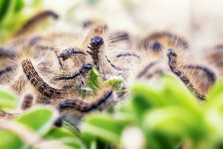 Dangerous and Poisonous Caterpillar of the Oak Processionary. Toxic Hair. Macro with shallow depth of fieldの写真素材