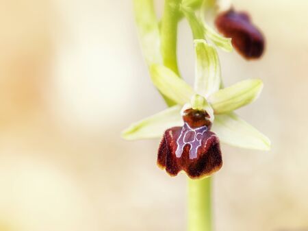 Wild Spider Orchid. Rare Mimicry Orchid with spider pattern. Morning Picture. Macro Image. Soft Bokeh with very shallow depth of fieldの写真素材