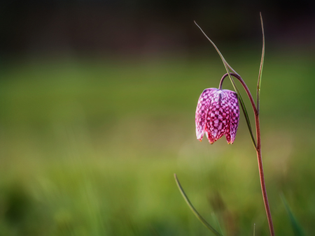 Endangered wild Chess Flower on a meadow in Franconia, Germany. Lovely Chequered Lily on a spring evening. Macro with shallow depth of fieldの写真素材