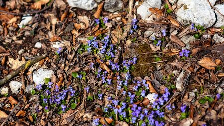 Early Spring in Franconia, Germany. Still Barren landscape with first vegetation of the yearの写真素材