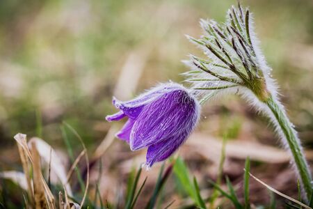 Wild Purple Pasqueflower. Macro with very shallow depth of field. Early Spring Flower