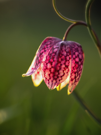 Endangered wild Chess Flower on a Meadow in Franconia, Germany. Lovely Chequered Snakes Head Lily on a spring evening. Macro with shallow depth of fieldの写真素材