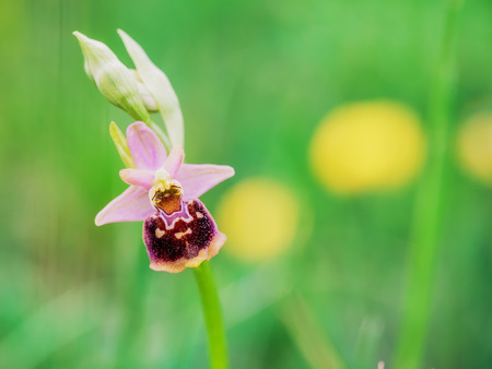 Wild Bumblebee Orchid. Ophrys bombyliflora. Rare endangered spring flower. Mimicry Flower. Macro with very shallow depth of field. Lovely vibrant colorsの写真素材