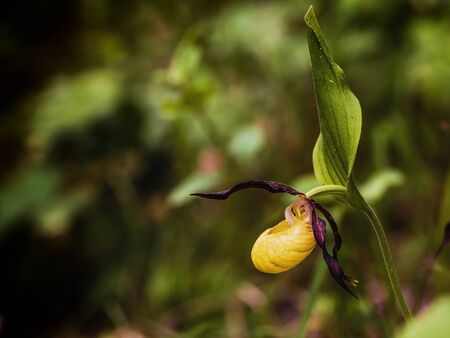 Lady Slipper Orchid. Golden Orange rare endangered wild spring orchid from Bavaria. Lovely colors. Macro with shallow depth of fieldの写真素材