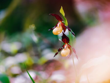 Lady Slipper Orchid. Rare Endangered Golden wild spring orchid from Bavaria. Lovely colors. Macro with shallow depth of fieldの写真素材