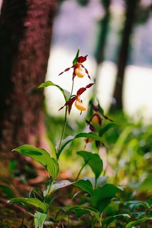 Lady Slipper Orchid. Rare Endangered Golden wild spring orchid from Bavaria. Lovely colors. Macro...