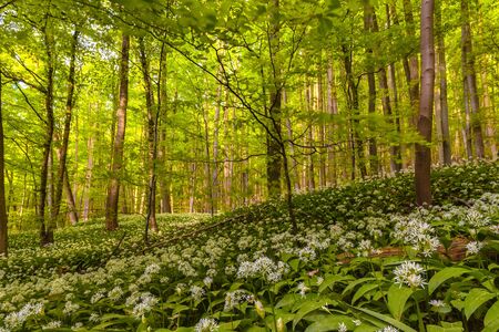 German Spring Forest. Fresh Green Woods. Blooming wild garlic.のeditorial素材