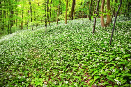 German Spring Forest. Fresh Green Woods. Blooming wild garlic.