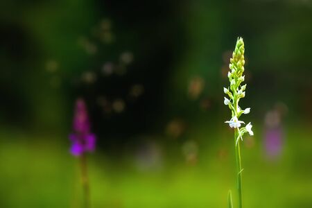 Wild White Fragrant Orchid Gymnadenia conopsea, shot wildlife in Upper Franconia / Bavariaの写真素材