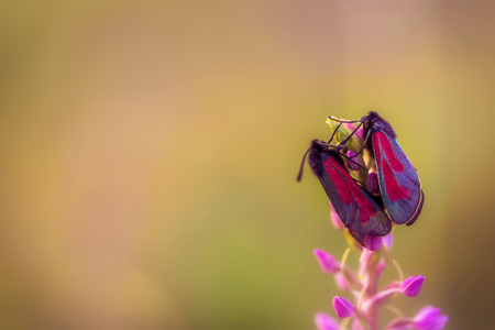 Two Wild Zygaena purpuralis, transparent burnet moth in the franconian countryside of Bavaria on a fragrant orchid, Germany on a warm summer evening. Macro with very shallow depth of fieldの写真素材