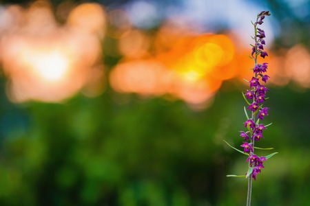Wild Epipactis atrorubens. Rare purple brown royal Helleborine orchid in Franconia Bavaria Germany. Macro with very shallow depth of fieldの写真素材