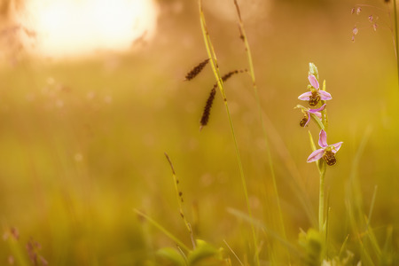 wild rare Bee Orchid Ophrys Apifera, shot wildlife in Upper Franconia Bavariaの写真素材
